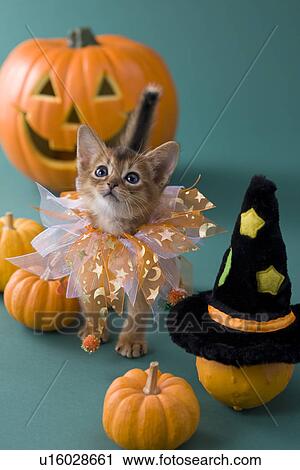 Stock Image - Abyssinian Kitten and Halloween. Fotosearch