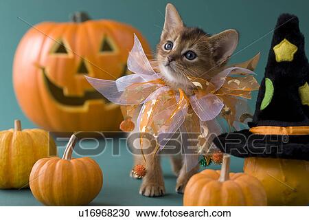 Stock Image - Abyssinian Kitten and Halloween. Fotosearch