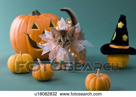 Stock Image - Abyssinian Kitten and Halloween. Fotosearch