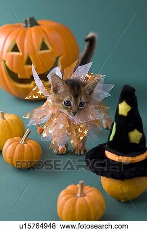 Stock Photo - Abyssinian Kitten and Halloween. Fotosearch