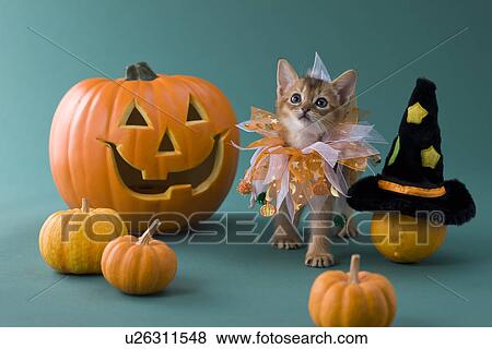 Abyssinian Kitten and Halloween View Large Photo Image Stock Photo - Abyssinian Kitten and Halloween. Fotosearch