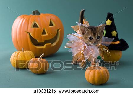 Stock Photography - Abyssinian Kitten and Halloween. Fotosearch