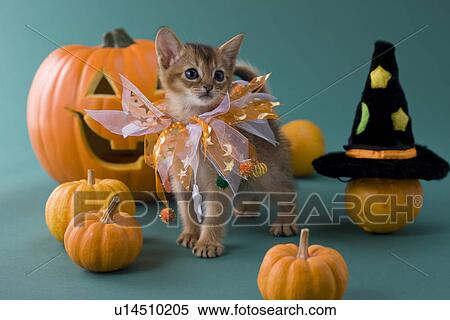 Stock Photography - Abyssinian Kitten and Halloween. Fotosearch