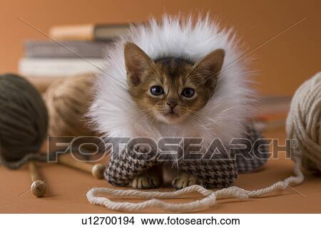 Abyssinian Kitten and Knitting Yarn View Large Photo Image Picture - Abyssinian Kitten and Knitting Yarn. Fotosearch