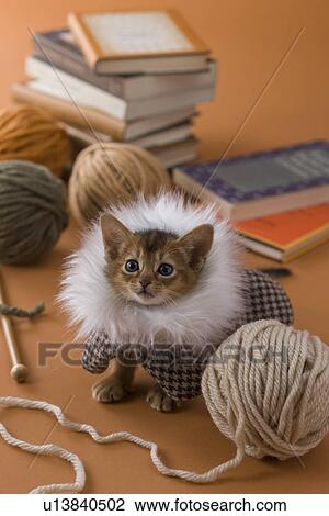 Stock Image - Abyssinian Kitten and Knitting Yarn. Fotosearch