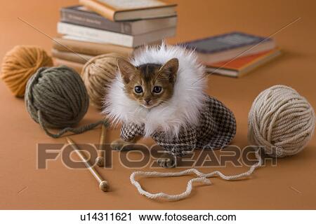 Abyssinian Kitten and Knitting Yarn View Large Photo Image Stock Image - Abyssinian Kitten and Knitting Yarn. Fotosearch