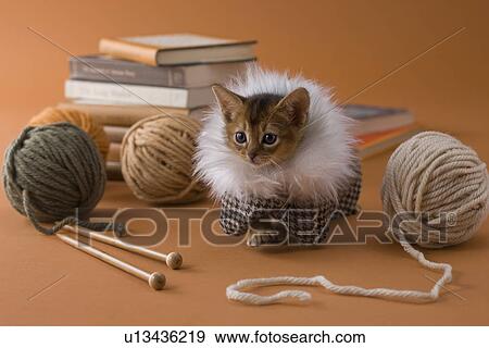 Abyssinian Kitten and Knitting Yarn View Large Photo Image Stock Photo - Abyssinian Kitten and Knitting Yarn. Fotosearch