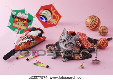 American Shorthair Kitten and Japanese New Year Celebration View Large Photo Image Picture - American Shorthair Kitten and Japanese New Year Celebration. Fotosearch