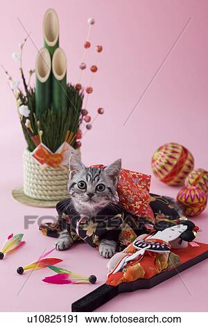 American Shorthair Kitten and Japanese New Year Celebration View Large Photo Image Stock Image - American Shorthair Kitten and Japanese New Year Celebration. Fotosearch