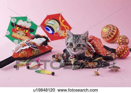 Stock Image - American Shorthair Kitten and Japanese New Year Celebration. Fotosearch