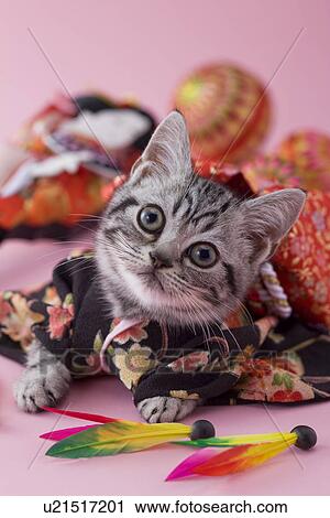 American Shorthair Kitten And Japanese New Year Celebration Stock