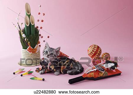 American Shorthair Kitten and Japanese New Year Celebration View Large Photo Image Stock Image - American Shorthair Kitten and Japanese New Year Celebration. Fotosearch