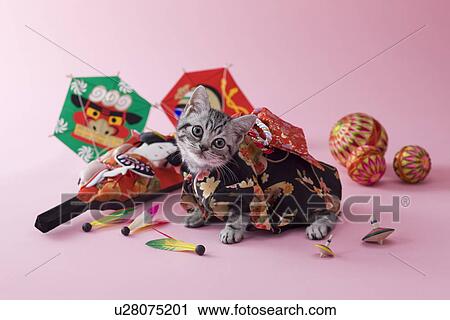 American Shorthair Kitten And Japanese New Year Celebration Stock