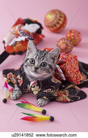 American Shorthair Kitten and Japanese New Year Celebration View Large Photo Image Stock Image - American Shorthair Kitten and Japanese New Year Celebration. Fotosearch