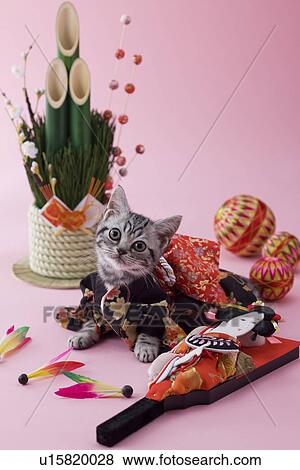 Stock Photo - American Shorthair Kitten and Japanese New Year Celebration. Fotosearch