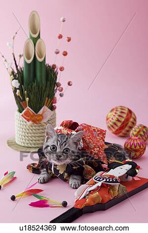 Stock Photo - American Shorthair Kitten and Japanese New Year Celebration. Fotosearch
