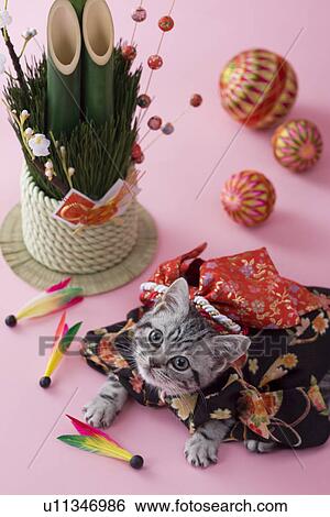 American Shorthair Kitten and Japanese New Year Celebration View Large Photo Image Stock Photograph - American Shorthair Kitten and Japanese New Year Celebration. Fotosearch