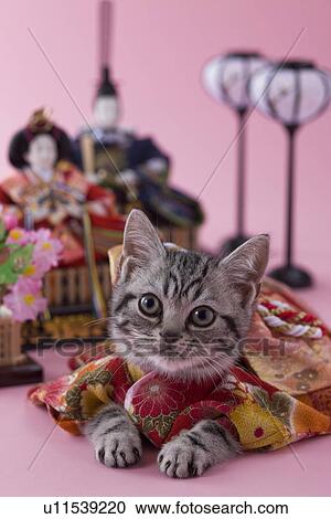 Stock Image - American Shorthair Kitten and Hinamatsuri Doll. Fotosearch