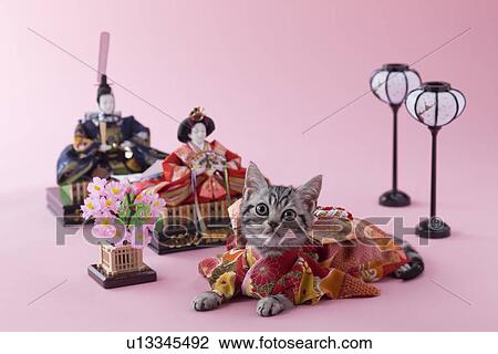 American Shorthair Kitten and Hinamatsuri Doll View Large Photo Image Stock Image - American Shorthair Kitten and Hinamatsuri Doll. Fotosearch