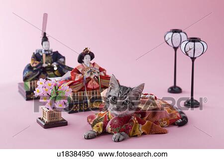 American Shorthair Kitten and Hinamatsuri Doll View Large Photo Image Stock Image - American Shorthair Kitten and Hinamatsuri Doll. Fotosearch