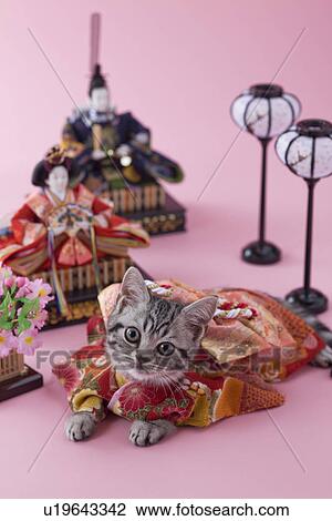 American Shorthair Kitten and Hinamatsuri Doll View Large Photo Image Stock Image - American Shorthair Kitten and Hinamatsuri Doll. Fotosearch