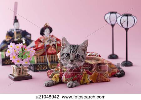 Stock Image - American Shorthair Kitten and Hinamatsuri Doll. Fotosearch