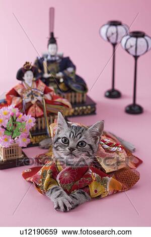 American Shorthair Kitten and Hinamatsuri Doll View Large Photo Image Stock Photo - American Shorthair Kitten and Hinamatsuri Doll. Fotosearch