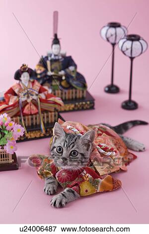 American Shorthair Kitten And Hinamatsuri Doll Stock Photo