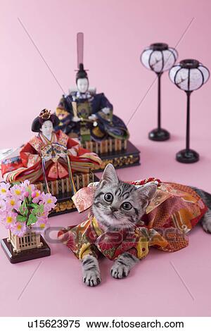 Stock Photography - American Shorthair Kitten and Hinamatsuri Doll. Fotosearch
