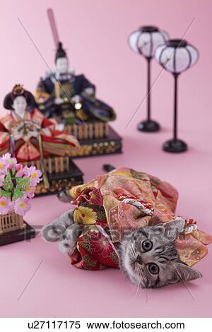 American Shorthair Kitten and Hinamatsuri Doll View Large Photo Image Stock Photography - American Shorthair Kitten and Hinamatsuri Doll. Fotosearch