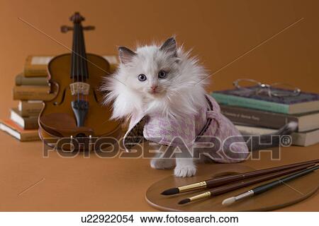 Rag Doll Kitten and Art View Large Photo Image Picture - Rag Doll Kitten and Art. Fotosearch