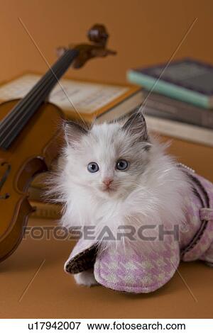 Rag Doll Kitten and Art View Large Photo Image Stock Photo - Rag Doll Kitten and Art. Fotosearch