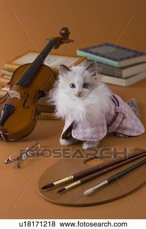 Rag Doll Kitten and Art View Large Photo Image Stock Photo - Rag Doll Kitten and Art. Fotosearch
