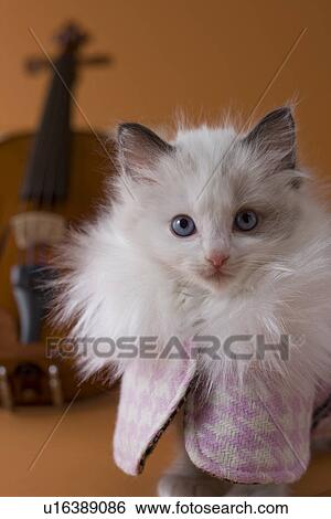 Rag Doll Kitten and Art View Large Photo Image Stock Photograph - Rag Doll Kitten and Art. Fotosearch