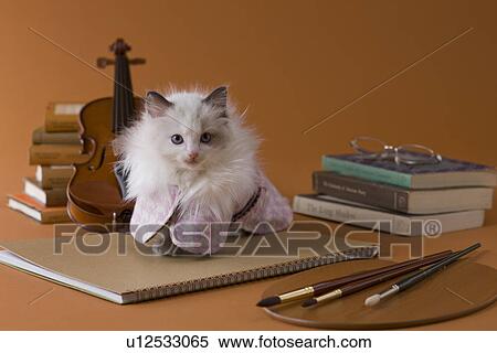 Rag Doll Kitten and Art View Large Photo Image Stock Photography - Rag Doll Kitten and Art. Fotosearch