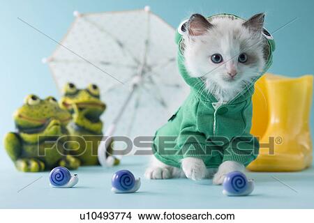 Rag Doll Kitten and Rainy Season View Large Photo Image Picture - Rag Doll Kitten and Rainy Season. Fotosearch