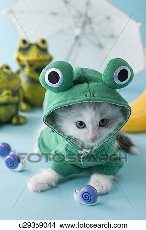 Picture - Rag Doll Kitten and Rainy Season. Fotosearch