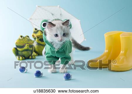 Rag Doll Kitten and Rainy Season View Large Photo Image Stock Image - Rag Doll Kitten and Rainy Season. Fotosearch