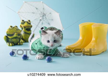 Rag Doll Kitten and Rainy Season View Large Photo Image Stock Photo - Rag Doll Kitten and Rainy Season. Fotosearch