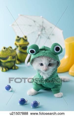 Rag Doll Kitten and Rainy Season View Large Photo Image Stock Photo - Rag Doll Kitten and Rainy Season. Fotosearch