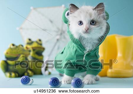 Rag Doll Kitten and Rainy Season View Large Photo Image Stock Photograph - Rag Doll Kitten and Rainy Season. Fotosearch
