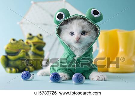 Rag Doll Kitten and Rainy Season View Large Photo Image Stock Photograph - Rag Doll Kitten and Rainy Season. Fotosearch