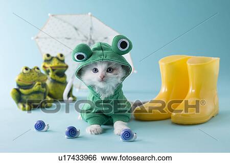 Rag Doll Kitten and Rainy Season View Large Photo Image Stock Photograph - Rag Doll Kitten and Rainy Season. Fotosearch