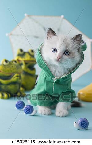 Rag Doll Kitten and Rainy Season View Large Photo Image Stock Photography - Rag Doll Kitten and Rainy Season. Fotosearch