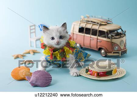 Rag Doll Kitten and Summer Vacation View Large Photo Image Stock Image - Rag Doll Kitten and Summer Vacation. Fotosearch