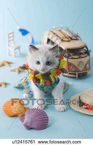 Rag Doll Kitten and Summer Vacation View Large Photo Image Stock Image - Rag Doll Kitten and Summer Vacation. Fotosearch