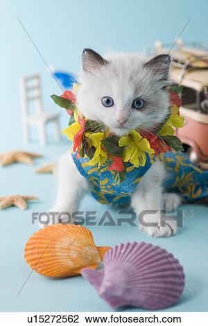 Rag Doll Kitten and Summer Vacation View Large Photo Image Stock Image - Rag Doll Kitten and Summer Vacation. Fotosearch