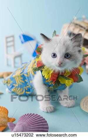 Stock Image - Rag Doll Kitten and Summer Vacation. Fotosearch
