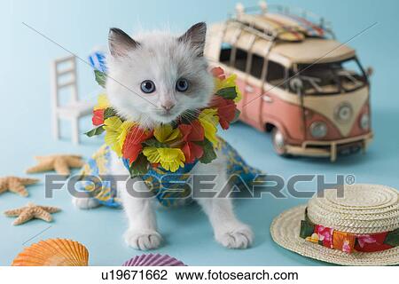 Rag Doll Kitten and Summer Vacation View Large Photo Image Stock Image - Rag Doll Kitten and Summer Vacation. Fotosearch