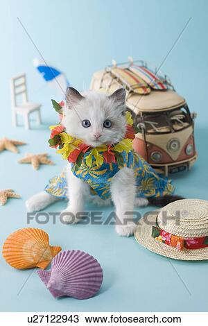 Stock Image - Rag Doll Kitten and Summer Vacation. Fotosearch
